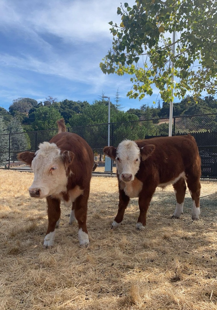 Cows in FH Campus