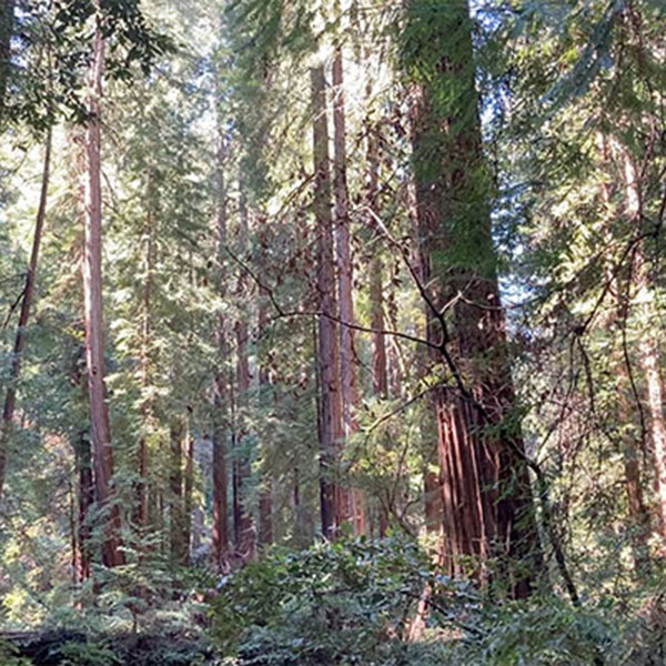 Redwood forest