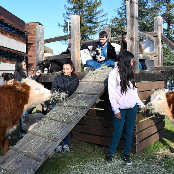 Group of students with cows and goats