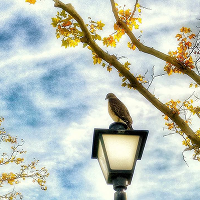 Hawk placeholder image