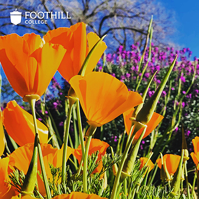 campus flowers